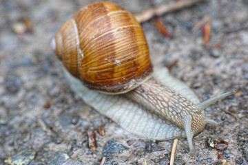 Weinbergschnecke