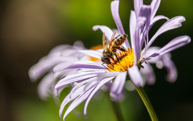 bee on a purple flower