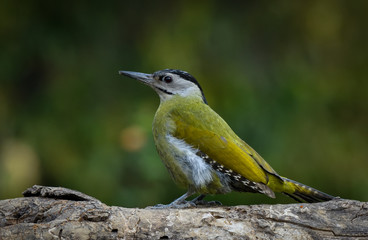 beautiful birds of indian sub continent