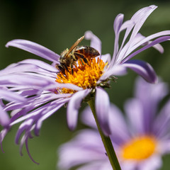 bee on a purple flower