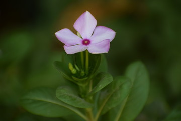 Fototapeta premium Pink vinca (catharanthus roseus) OR Periwinkle roseus flowers.Family Apocynaceae and is native to Europe, Northwest Africa and Southwest Asia