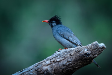 beautiful birds of indian sub continent