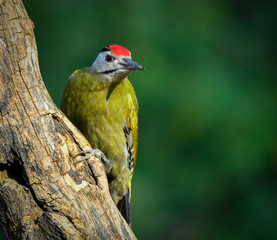beautiful birds of indian sub continent