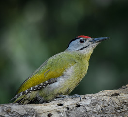 beautiful birds of indian sub continent