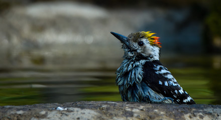 beautiful birds of indian sub continent