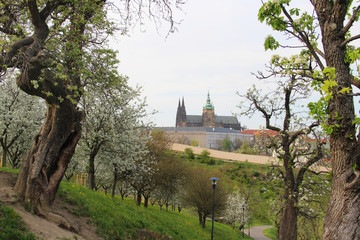 Beautiful view of Prague castle