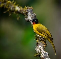 beautiful birds of indian sub continent