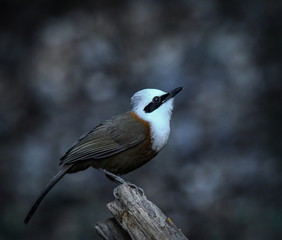 beautiful birds of indian sub continent