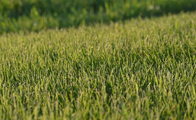 green grass texture