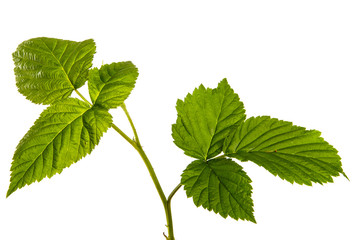 young raspberry bush sprout with green leaves on a white background