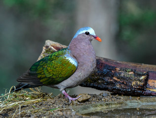 beautiful birds of indian sub continent