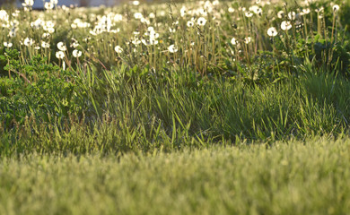 dandelion fields