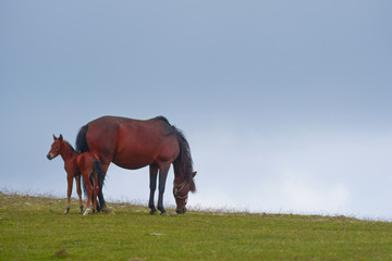 Horses grazing in green field...