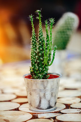 Potted cactus