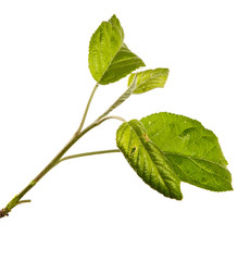 apple tree branch with green leaves on a white background