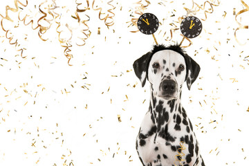 Portrait of a pretty dalmatian dog wearing a new year diadem looking at the camera on a white background with golden party garlands