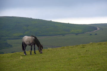 Fototapeta na wymiar Horses grazing in green field...