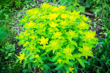 Blooming Euphorbia in the garden. Selective focus.
