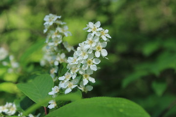 Spring flowering in a city park