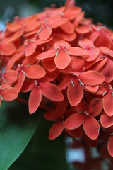 Bunch of beautiful red flowers
