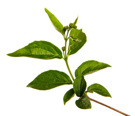 jasmine bush branch with green leaves on a white background