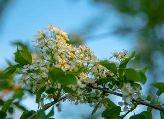 Tender branches of cherry blossoms against the blue sky.