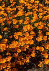 Green Grass and Orange Poppy Flowers