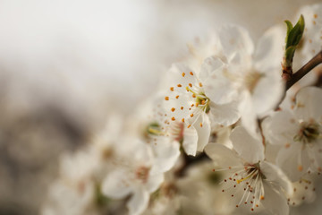Closeup view of blossoming tree outdoors on spring day