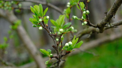 Cherry blossom in the spring. Branches close up