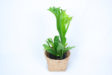 Polypodium polycarpon in the pot 
rattan on the white background.