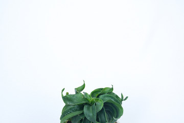 Dracaena deremensis leaves texture, green and twirl in the middle bottom of the white background, minimal style.