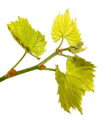 young green vine leaves on a white background