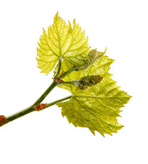 young green vine leaves on a white background