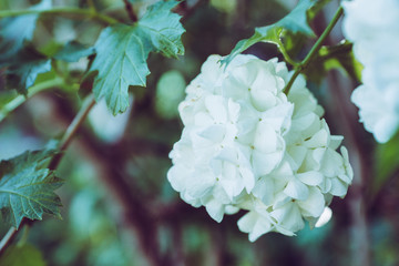 Guelder rose (viburnum opulus) white blossom branches. Selective focus.