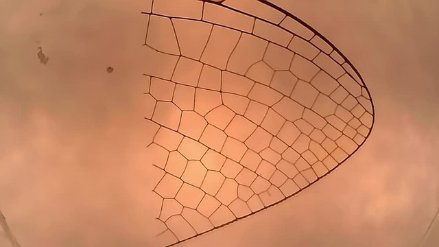 Microscope Dragonfly Wings Whole Mount x250