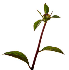 sprout of peony with unblown bud on a white background