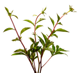 sprout of peony with unblown bud on a white background