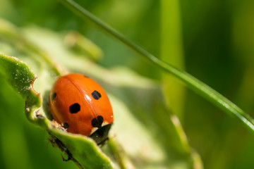 Marienkäfer mit 