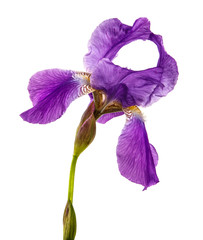 blooming purple iris flower on a white background