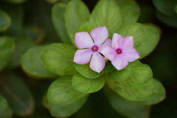 Pink vinca (catharanthus roseus) OR Periwinkle roseus flowers.Family Apocynaceae and is native to Europe, Northwest Africa and Southwest Asia