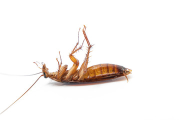 Dead cockroach on white background, Concept the problem in the house because of cockroaches living in the kitchen and pest control, using poisonous spray to kill cockroach at home, Top view