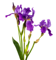 Naklejka premium blooming purple iris flower on a white background