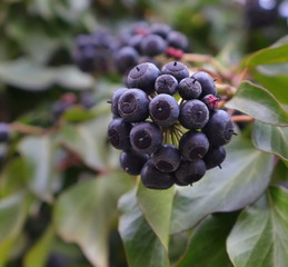 Stechpalme, Früchte, Stauden