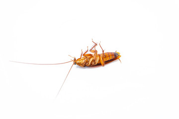 Dead cockroach on white background, Concept the problem in the house because of cockroaches living in the kitchen and pest control, using poisonous spray to kill cockroach at home, Top view