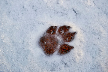 dog tracks in the snow