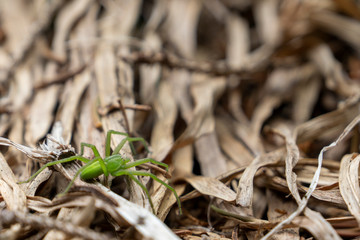 Grasgrüne Spinne