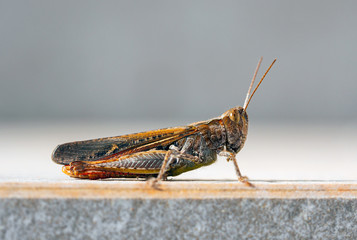 Macro of grasshopper standing on a stone