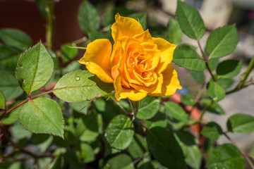 A single yellow orange rose against green leaves