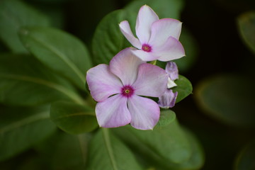 Fototapeta na wymiar Pink vinca (catharanthus roseus) OR Periwinkle roseus flowers.Family Apocynaceae and is native to Europe, Northwest Africa and Southwest Asia