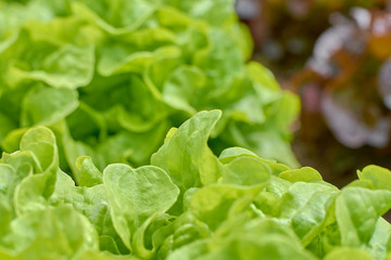 Fresh Salad: Green lettuce plants in growth at a raised bed gardening